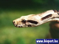 image of boa_constrictor #16