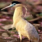 image of bird