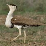 image of bird