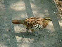 image of partridge #18