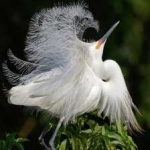 image of bird