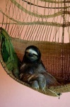 image of three_toed_sloth