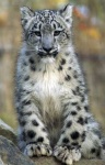 image of leopard