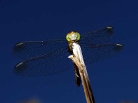 image of dragonfly