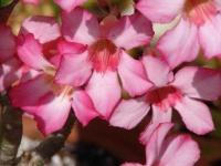 image of flower