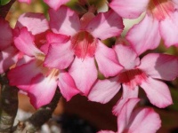 image of desert_rose #12