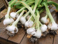 image of garlic #28