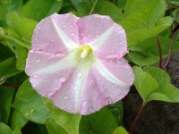 image of flower