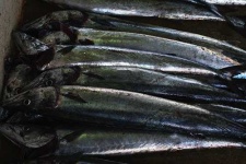 image of barracouta