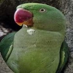 image of alexandrine_parakeet #0