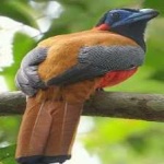 image of red_naped_trogon #0