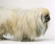 image of pekinese