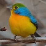 image of bird