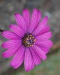 image of flower