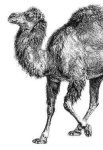 image of animal