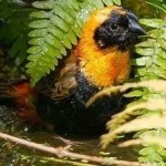 image of bird