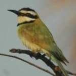 image of white_throated_bee_eater #2