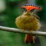 image of bird