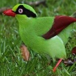 image of bird