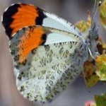 image of animal