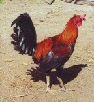 image of rooster