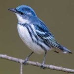 image of bird