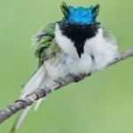 image of bird