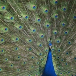 image of peacock