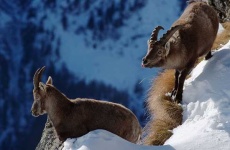 image of ibex