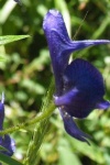image of flower