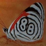 image of animal