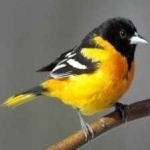 image of bird
