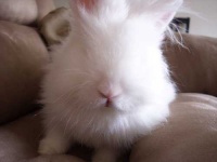 image of angora