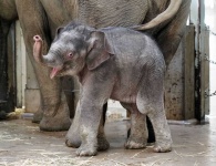 image of animal