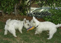 image of west_highland_white_terrier