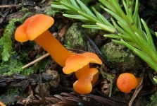 image of mushrooms