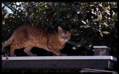 image of animal