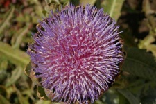 image of artichoke_flower #28