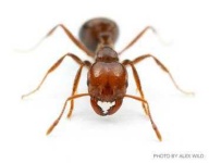 image of animal