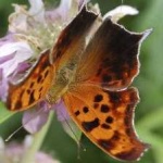 image of animal