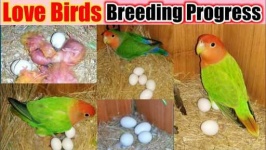 image of lovebird