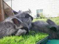 image of angora