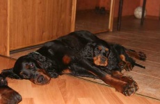 image of gordon_setter #26