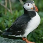 image of bird