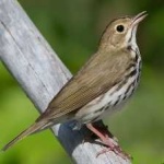 image of bird