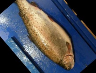 image of trout #23