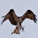 image of bird