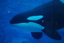 image of animal