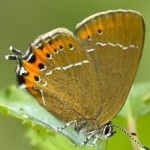 image of animal