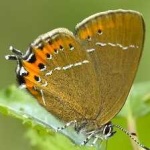 image of hairstreak #19